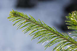 Image of Siberian Fir