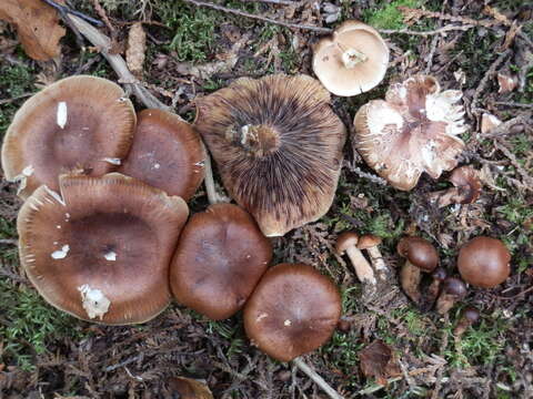 Plancia ëd Tricholoma transmutans (Peck) Sacc. 1887