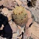 Image of Ferocactus johnstonianus Britton & Rose