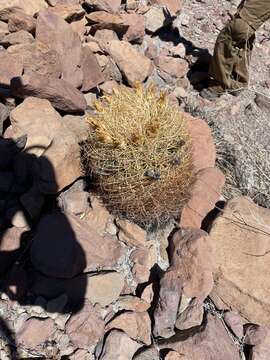 Imagem de Ferocactus johnstonianus Britton & Rose