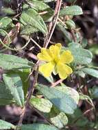 Plancia ëd Hibbertia aspera DC.