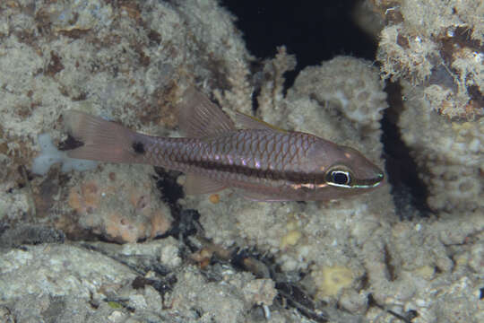 Image of Iridescent cardinalfish