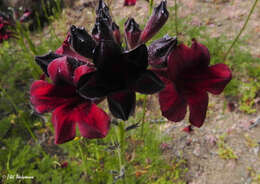 Image de Argylia radiata (L.) D. Don