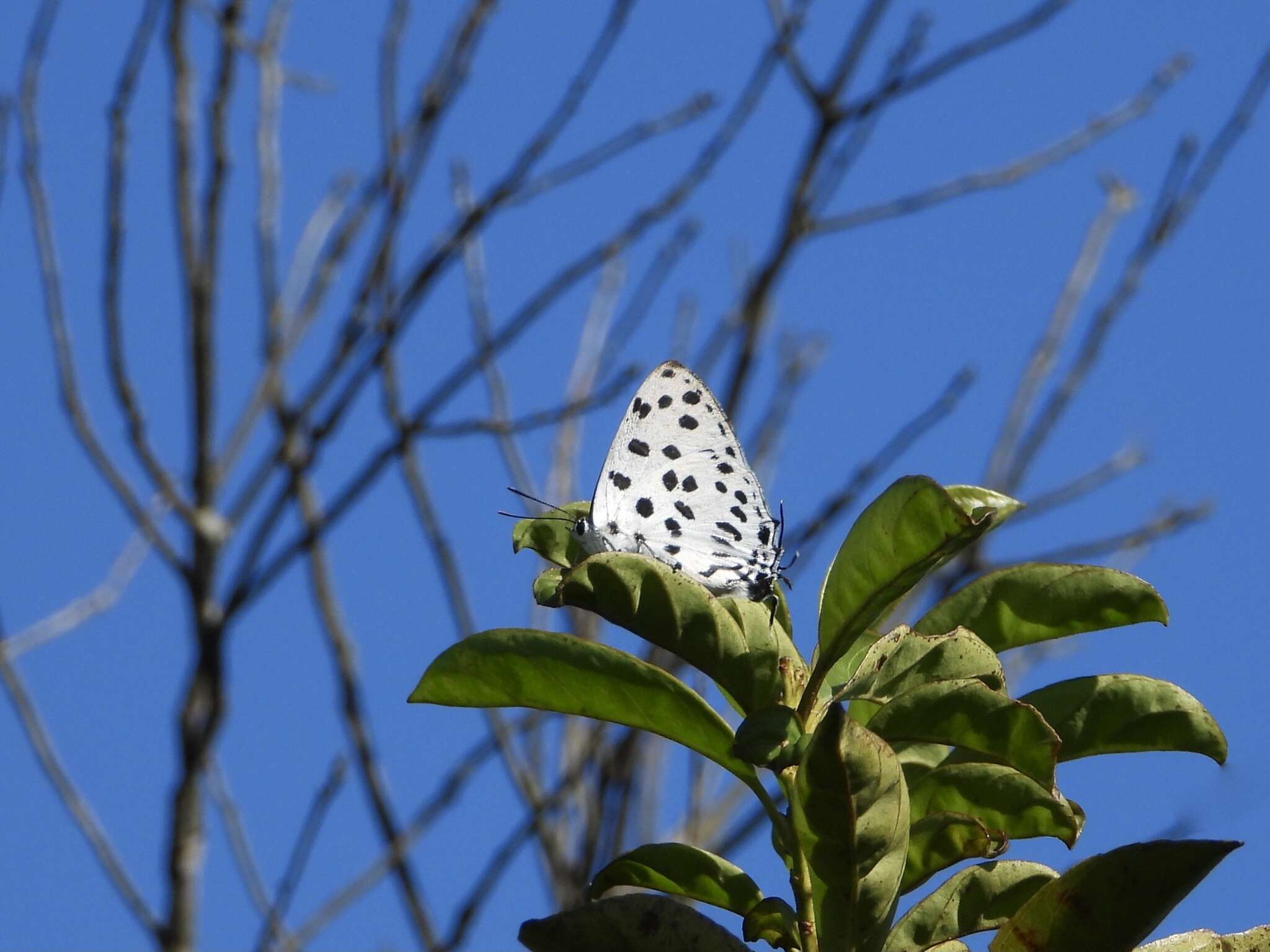 Imagem de <i>Tajuria maculatus</i>