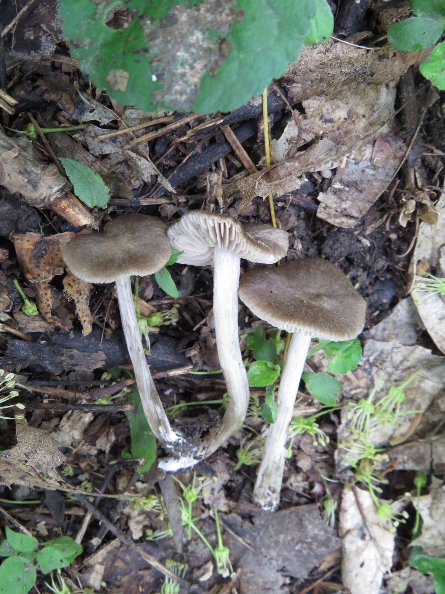 Image of Entoloma plebejum (Kalchbr.) Noordel. 1985