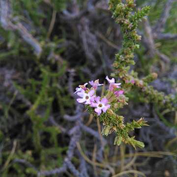 Image of Junellia seriphioides (Gillies & Hook.) Moldenke