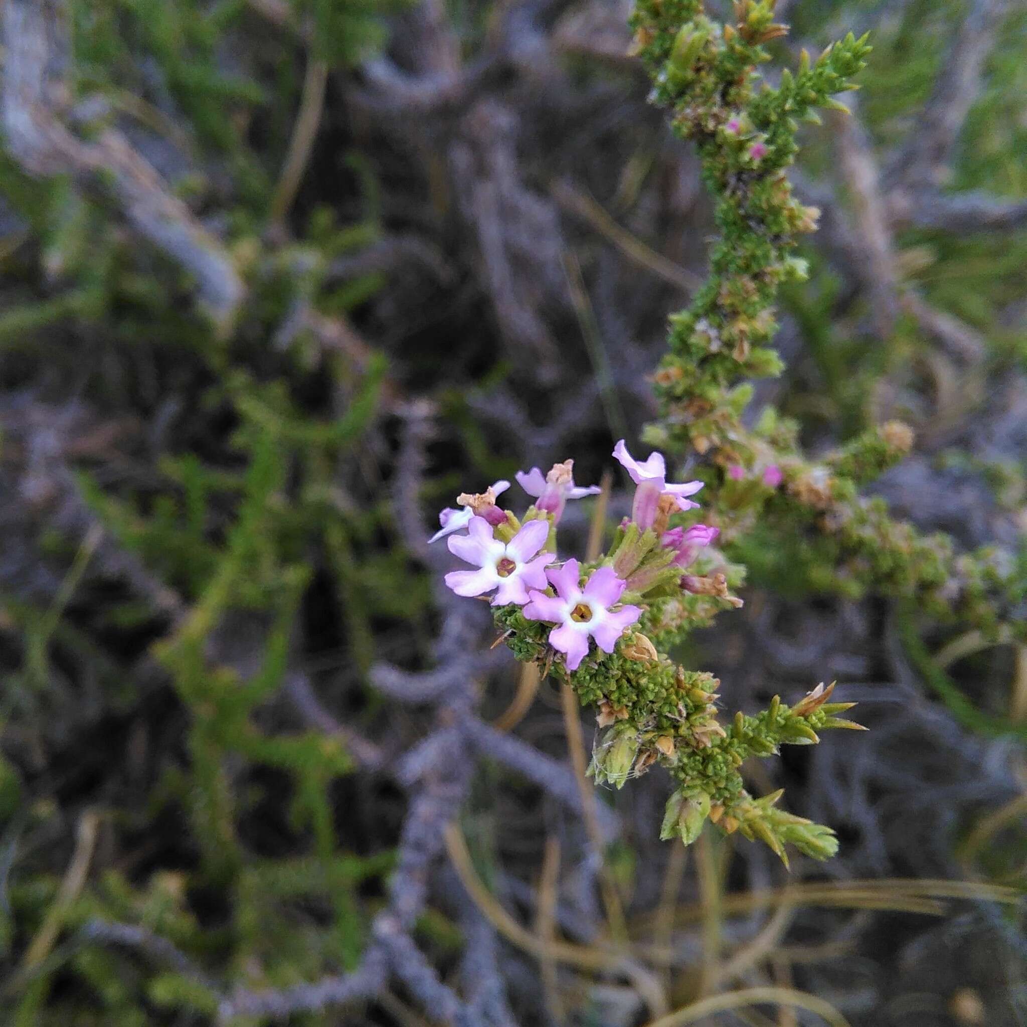 صورة Junellia seriphioides (Gillies & Hook.) Moldenke