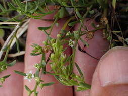 Image of bastard toadflax