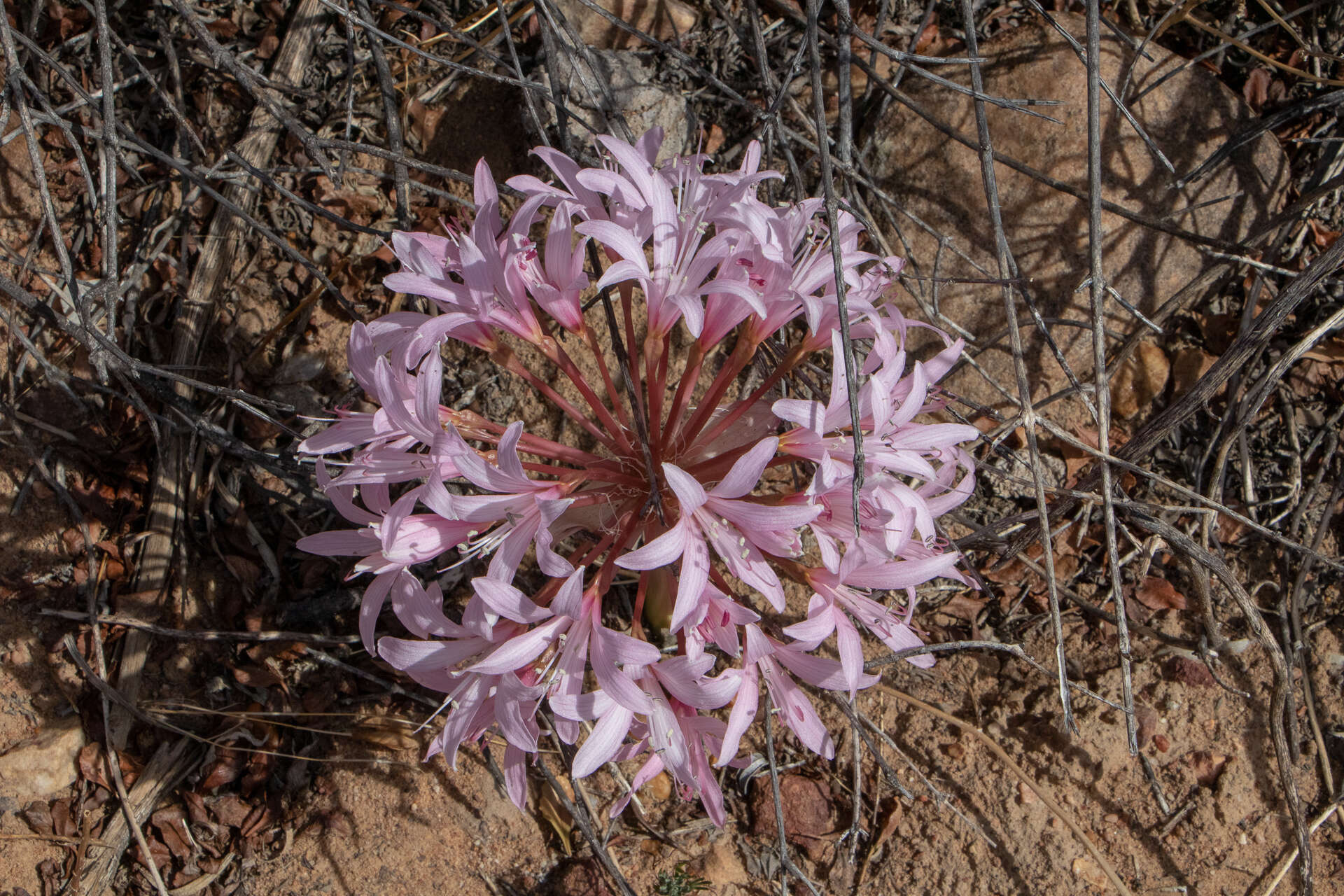 Image of candelabra lily