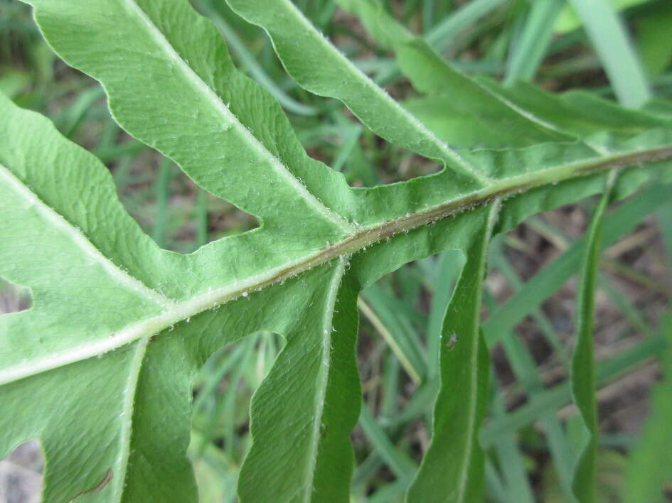 Image of Onoclea sensibilis var. interrupta Maxim.