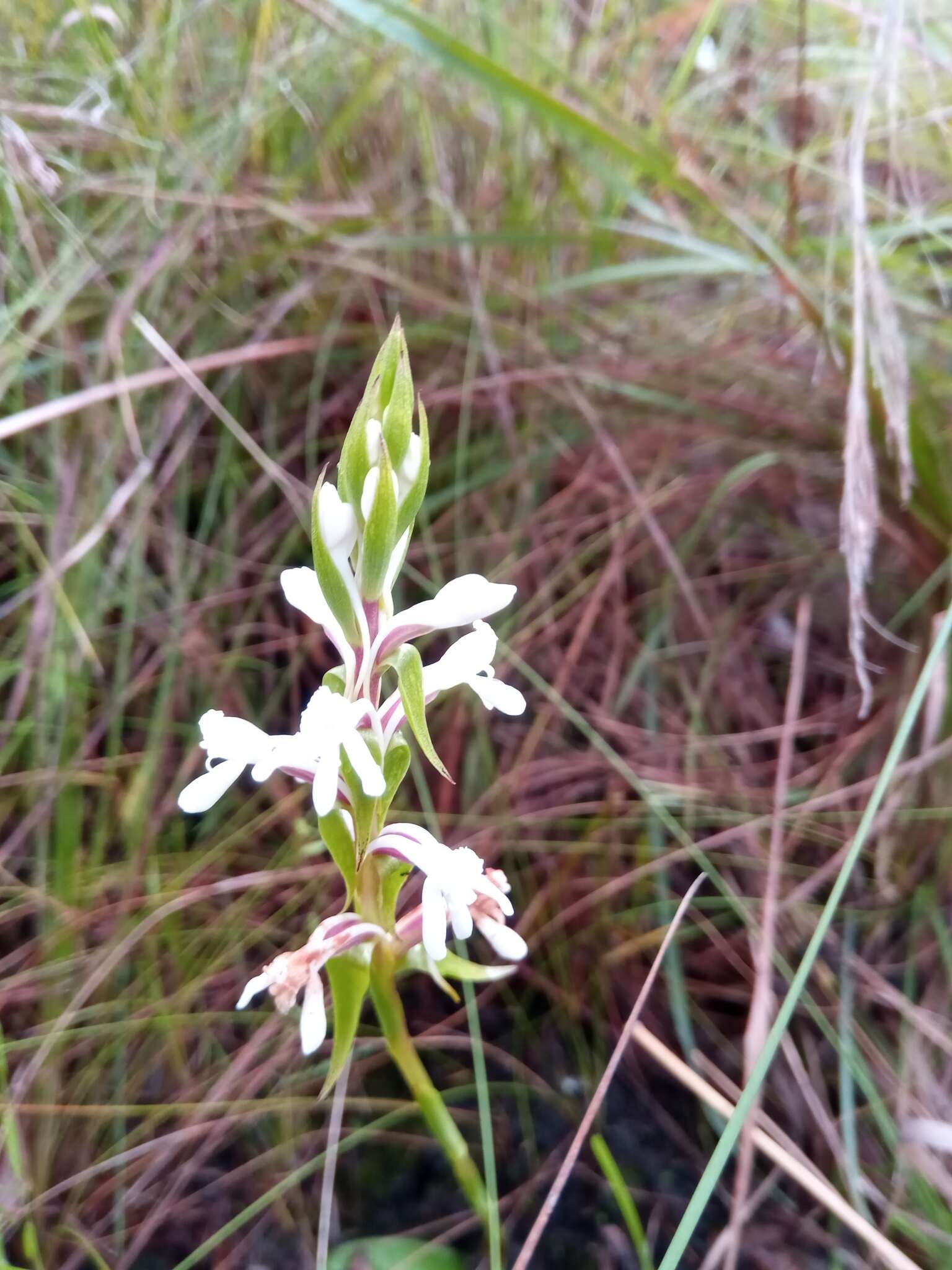 Image de Satyrium amoenum (Thouars) A. Rich.