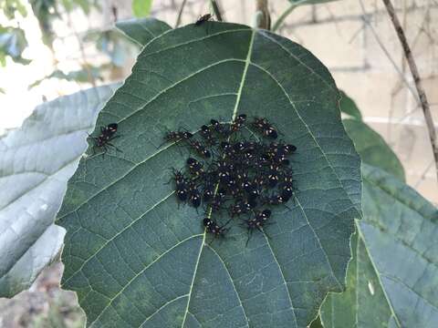 Image of Six-spotted Milkweed Bug