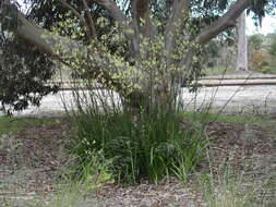 Image of Anigozanthos flavidus Redouté