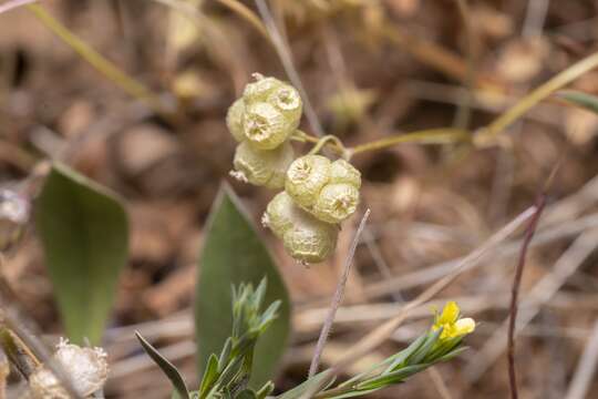 Image of Valerianella vesicaria (L.) Moench