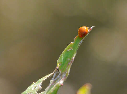 Image of Spotless Lady Beetles