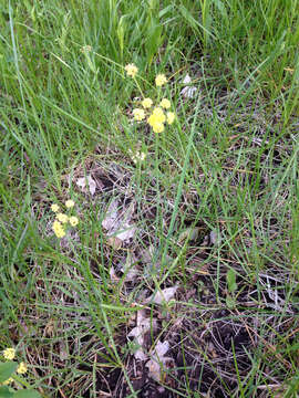 Image of leafy wildparsley