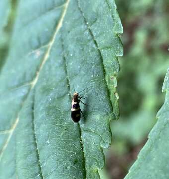 Imagem de Micropterix aureatella Scopoli 1763