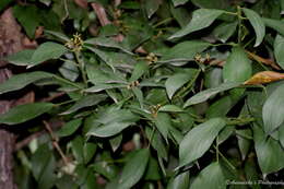 Hedera nepalensis K. Koch resmi