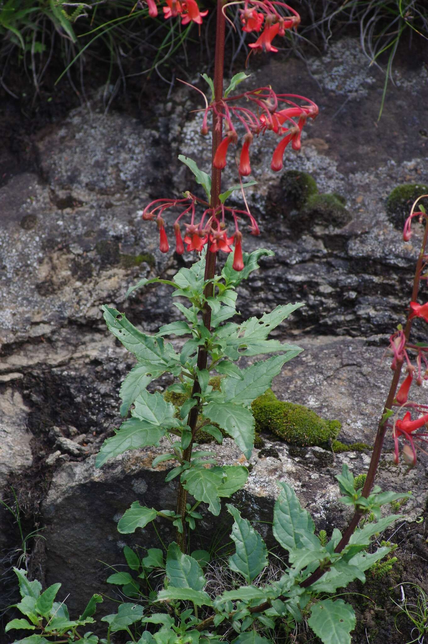 Imagem de Phygelius capensis E. Mey. ex Benth.