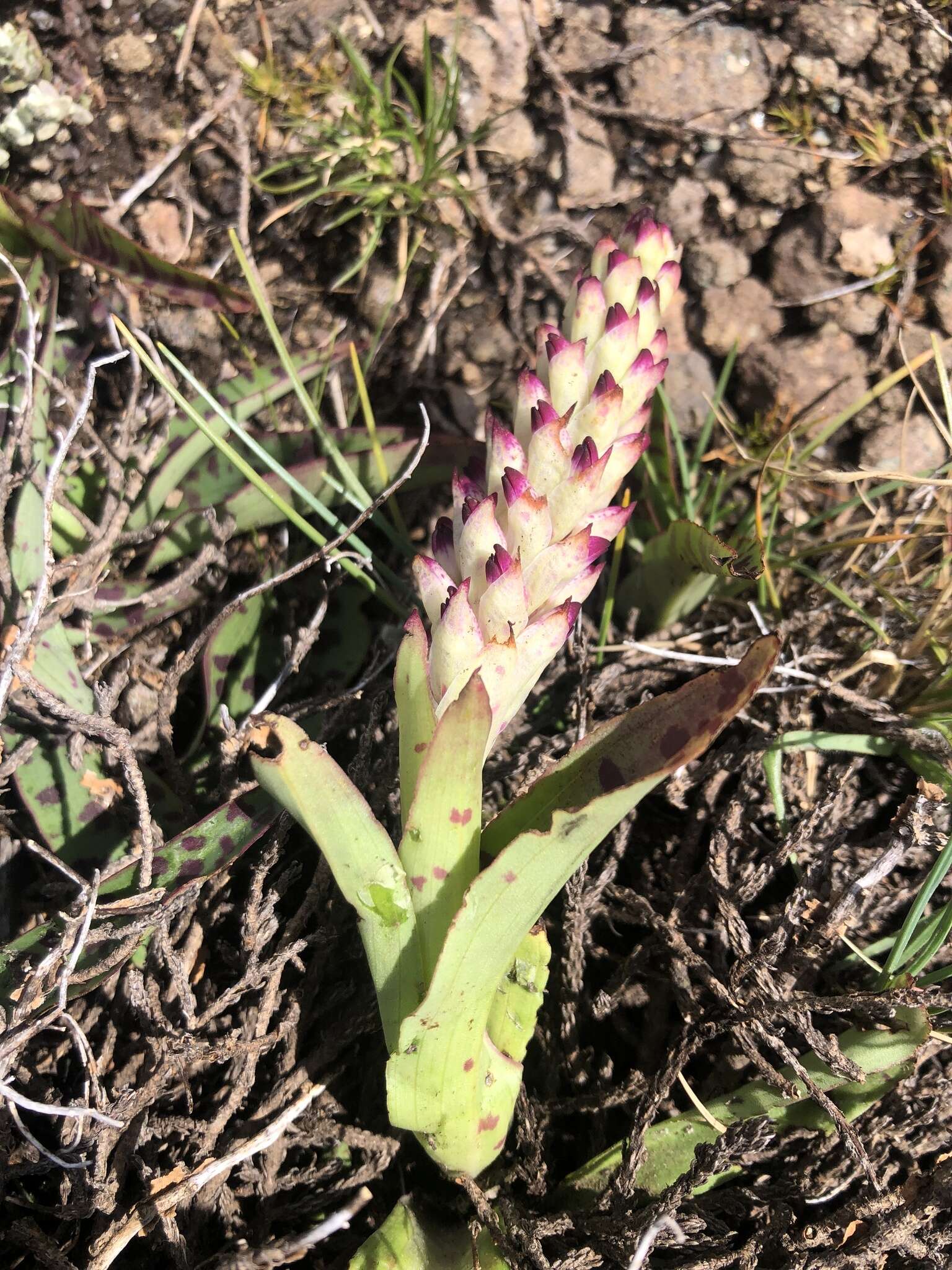 Image of Disa fragrans Schltr.