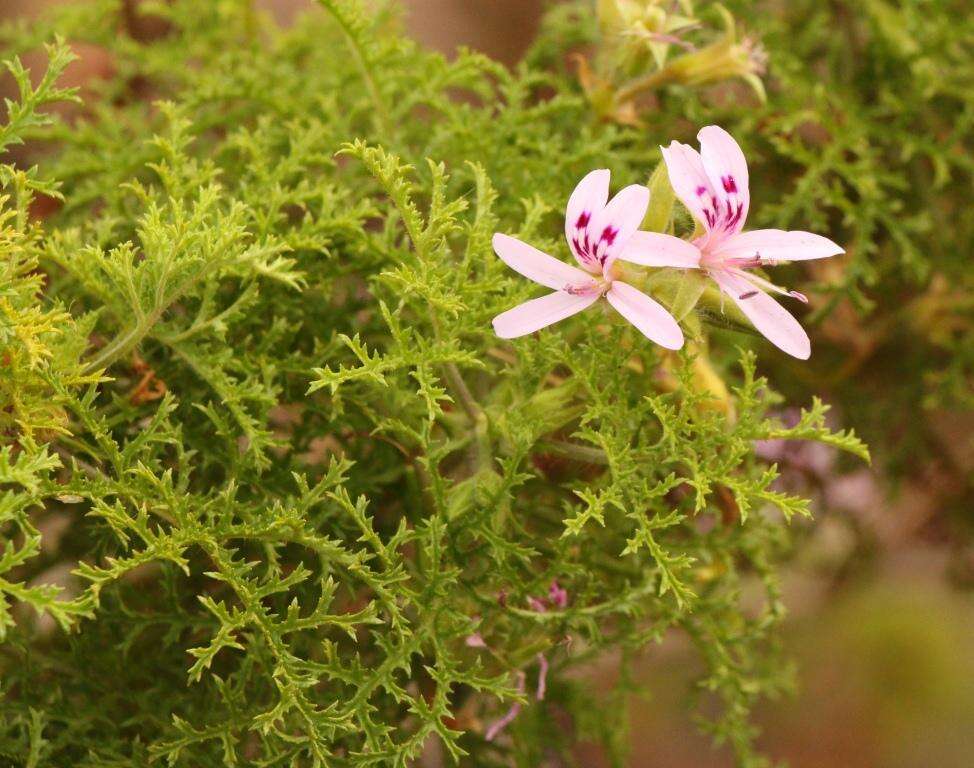 Image of Pelargonium denticulatum Jacq.