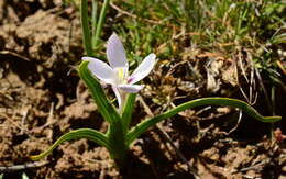 Image of Hesperantha luticola Goldblatt