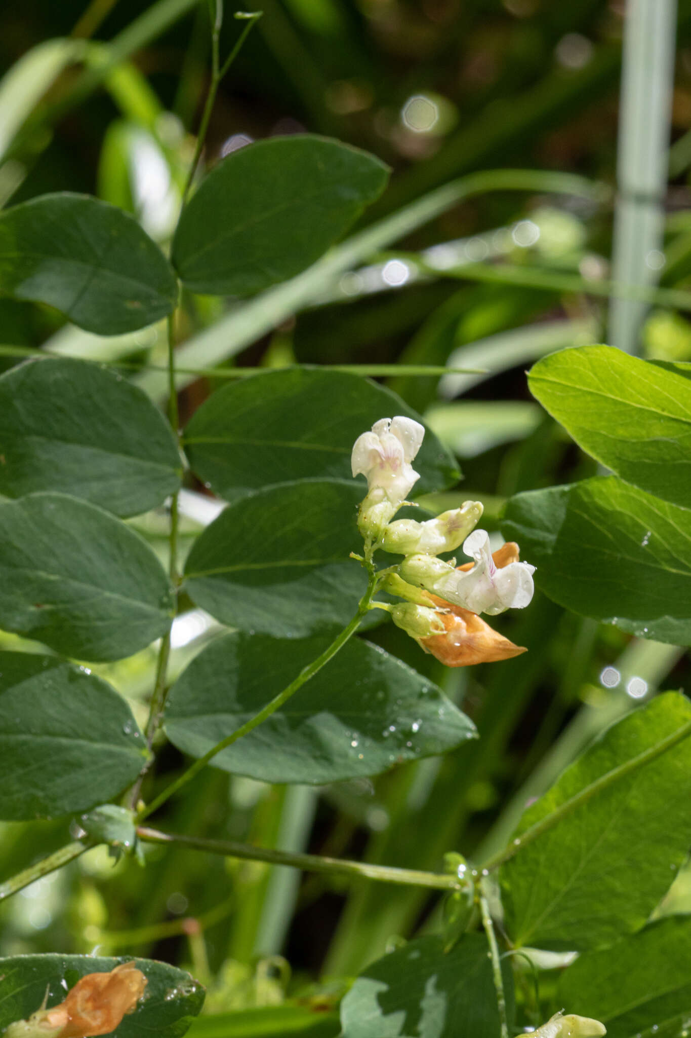 Lathyrus holochlorus (Piper) C. L. Hitchc.的圖片