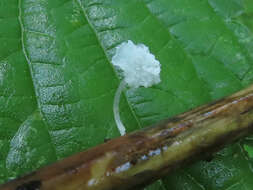 Image of Hemimycena epichloe (Kühner) Singer 1943