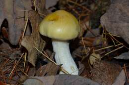 Image of Hygrophorus lucorum Kalchbr. 1874