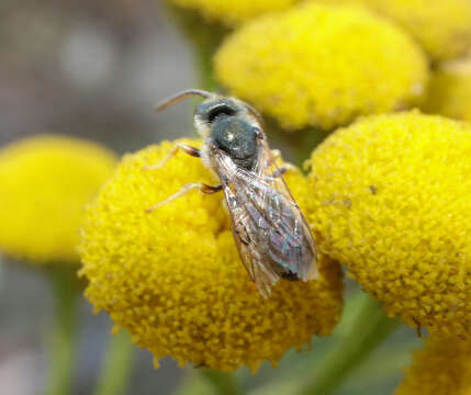 Image of Halictus tumulorum (Linnaeus 1758)