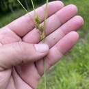 Image of Arkansas Sedge