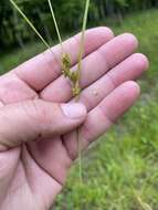 Image of Arkansas Sedge