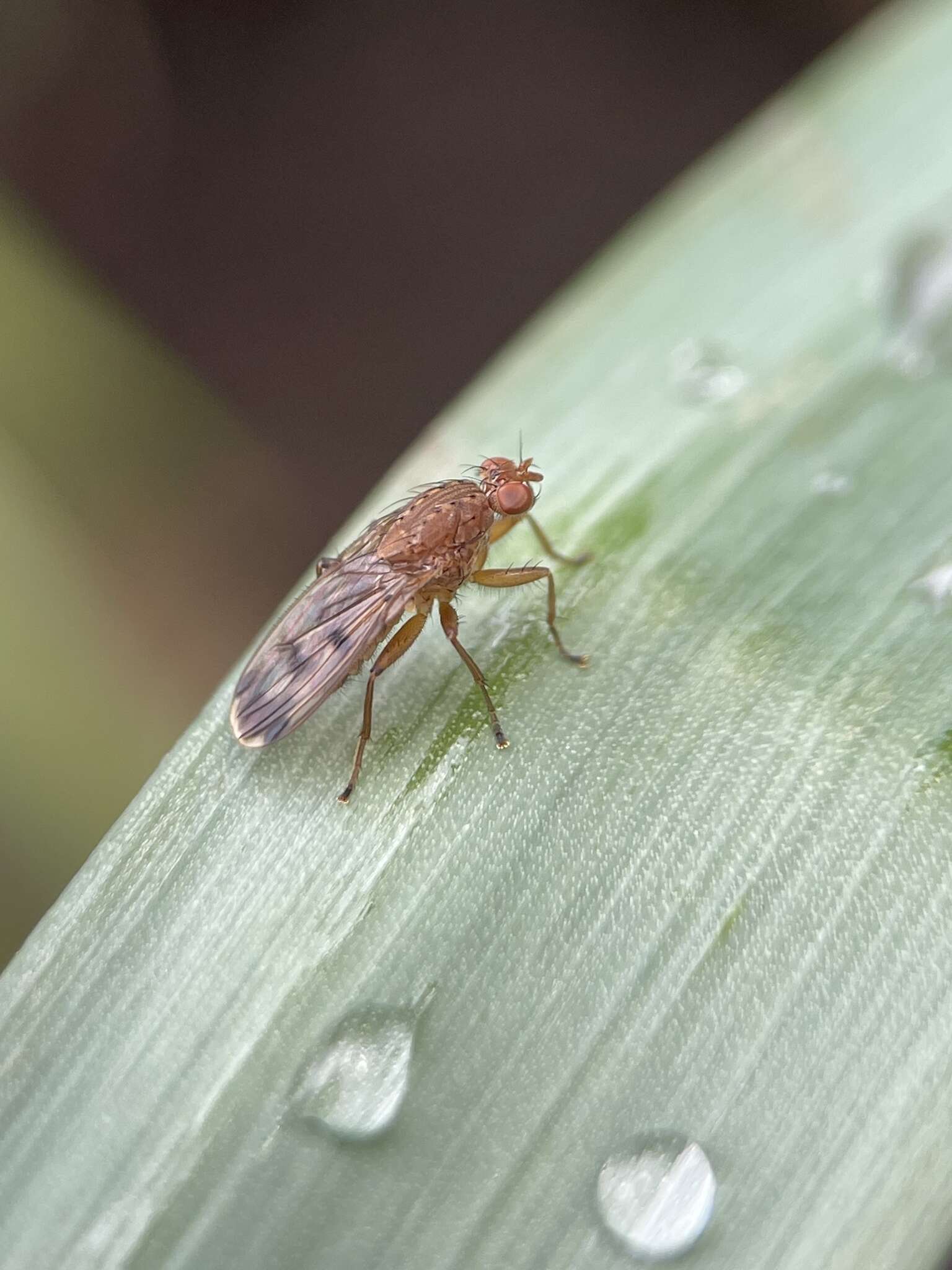 Image of Suillia variegata (Loew 1862)