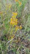 Image of pineland rayless goldenrod