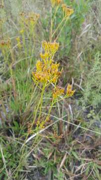 Image of pineland rayless goldenrod