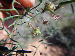 Image of Asparagus undulatus (L. fil.) Thunb.