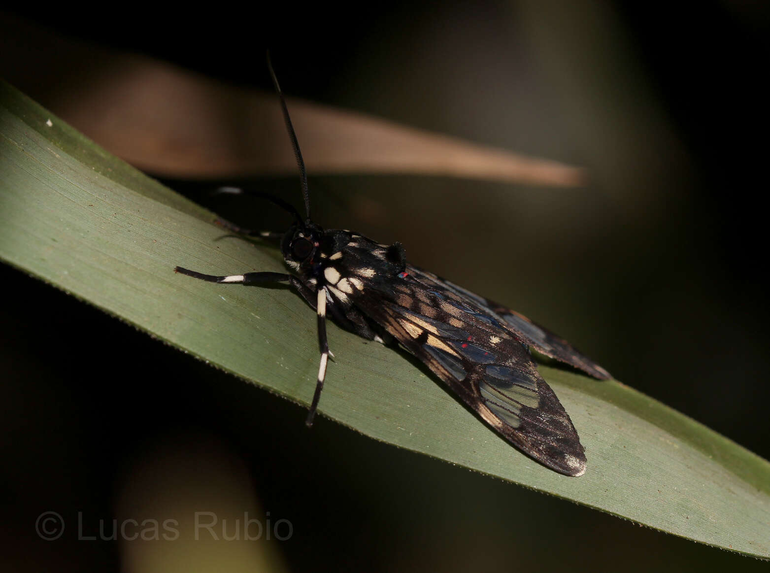 Image of Hyaleucerea vulnerata Butler 1875