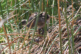 Image of Australasian Swamphen