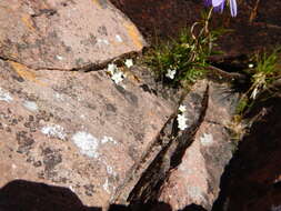 Image of knotted pearlwort