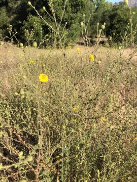 Image of Heermann's tarweed