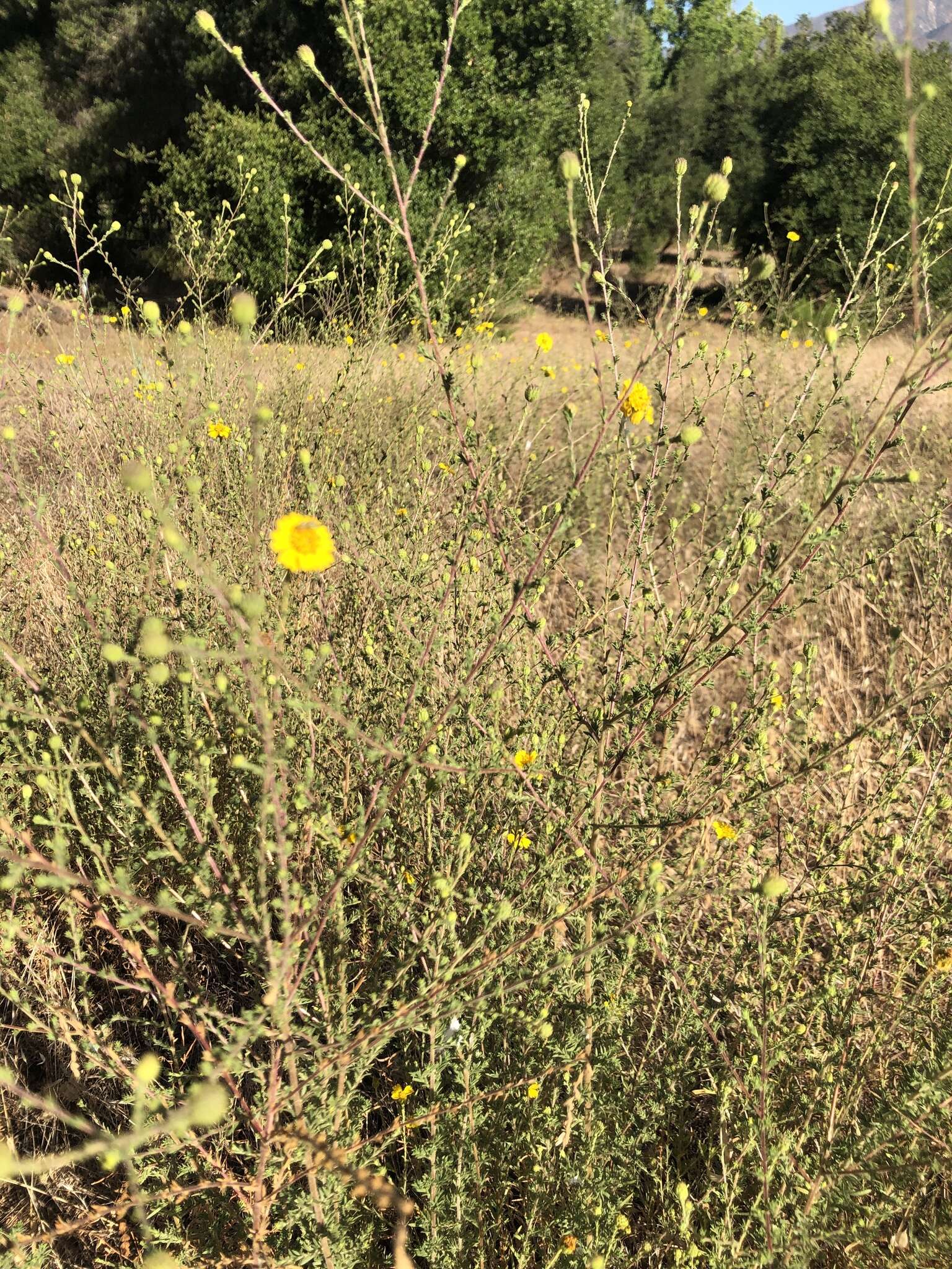 Image of Heermann's tarweed