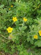 Image of Geum japonicum var. chinense F. Bolle