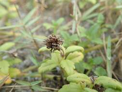 Image de Wollastonia dentata (H. Lév. & Vaniot) Orchard