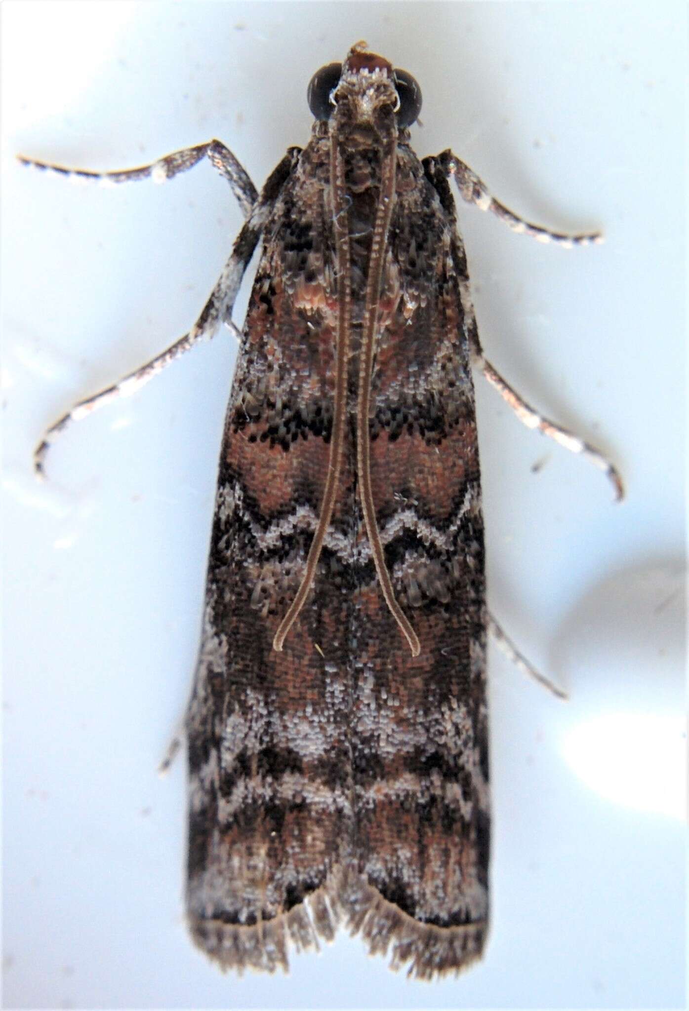 Image of Zimmerman Pine Moth