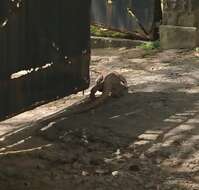 Image of Bengal Monitor Lizard