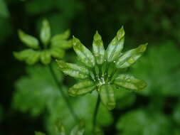 Image of Idaho goldthread