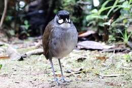 Image of Jocotoco Antpitta