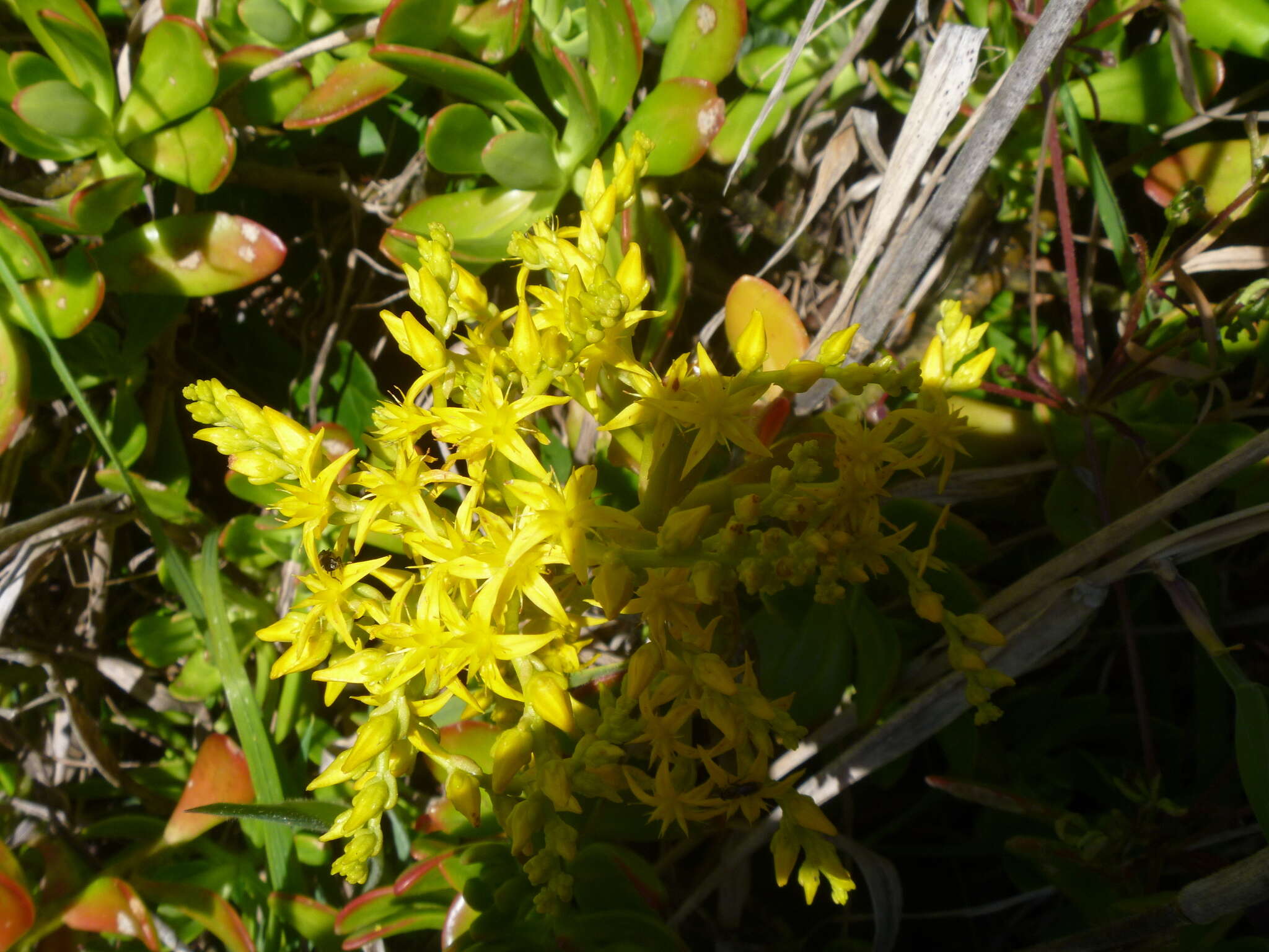 Image of green cockscomb