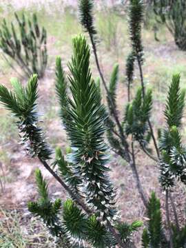 Image of Melichrus adpressus A. Cunn. ex DC.