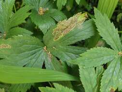 Image of Phytomyza astrantiae Hendel 1924